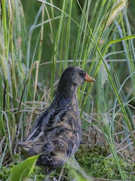 Luhtahuitti, Spotted Crake, Porzana porzana
